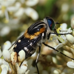 Scaptia (Scaptia) auriflua (A flower-feeding march fly) at Mongarlowe, NSW - 20 Jan 2025 by LisaH