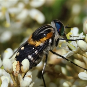 Scaptia (Scaptia) auriflua (A flower-feeding march fly) at Mongarlowe, NSW by LisaH