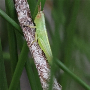 Bermius brachycerus (A grasshopper) at Yarralumla, ACT by ConBoekel