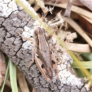 Phaulacridium vittatum at Manton, NSW - 10 Jan 2025 08:09 AM