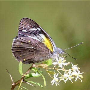 Delias nysa (Yellow-spotted Jezebel) at Mongarlowe, NSW by LisaH