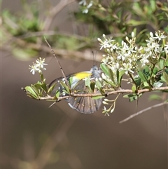 Delias nysa at Mongarlowe, NSW - suppressed