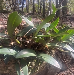 Thelychiton speciosa var. speciosa (Sydney Rock Orchid) at Jervis Bay Village, JBT - 20 Jan 2025 by Maxxy167