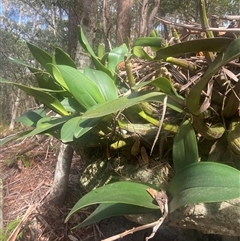 Dendrobium speciosum var. speciosum at Jervis Bay Village, JBT - suppressed