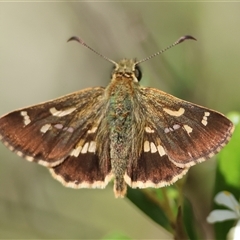 Dispar compacta (Barred Skipper) at Mongarlowe, NSW - 20 Jan 2025 by LisaH