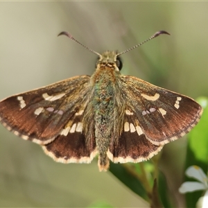 Dispar compacta (Barred Skipper) at Mongarlowe, NSW by LisaH