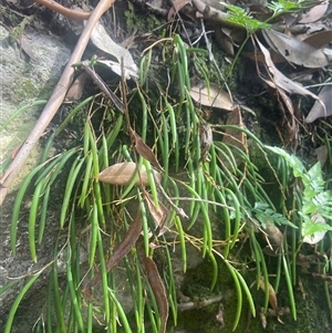 Dockrillia striolata (Streaked Rock Orchid) at Jervis Bay Village, JBT by Maxxy167