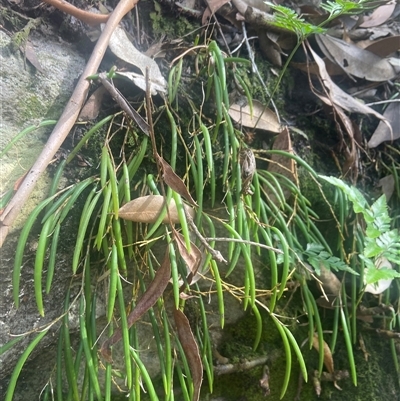 Dockrillia striolata (Streaked Rock Orchid) at Jervis Bay Village, JBT - 20 Jan 2025 by Maxxy167