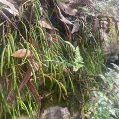 Dockrillia striolata at Jervis Bay Village, JBT - suppressed