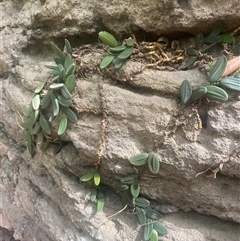 Dockrillia linguiformis (Thumb-nail Orchid) at Jervis Bay Village, JBT - 20 Jan 2025 by Maxxy167