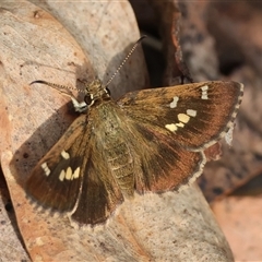 Unidentified Insect at Mongarlowe, NSW - 20 Jan 2025 by LisaH