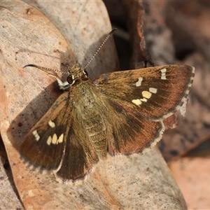 Trapezites luteus at Mongarlowe, NSW by LisaH