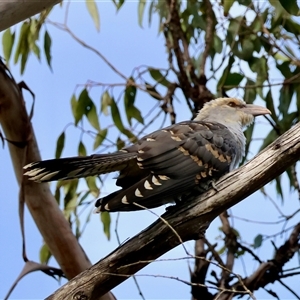 Scythrops novaehollandiae (Channel-billed Cuckoo) at Mongarlowe, NSW by LisaH