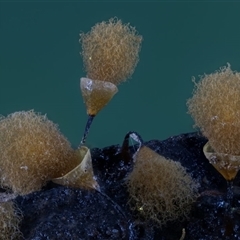 Hemitrichia clavata at Kianga, NSW - 21 Jan 2025 by Teresa