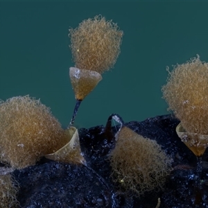 Hemitrichia clavata at Kianga, NSW by Teresa