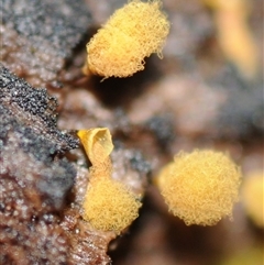 Hemitrichia clavata at suppressed - suppressed