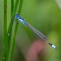 Ischnura heterosticta (Common Bluetail Damselfly) at Sutton, NSW - 8 Jan 2025 by Untidy