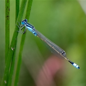 Ischnura heterosticta (Common Bluetail Damselfly) at Sutton, NSW by Untidy