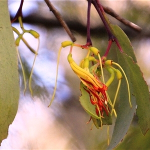 Amyema miquelii (Box Mistletoe) at Acton, ACT by Jennybach