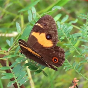 Tisiphone abeona (Varied Sword-grass Brown) at Bundanoon, NSW by glbn1