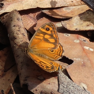 Geitoneura acantha (Ringed Xenica) at Bundanoon, NSW - 12 Jan 2025 by glbn1