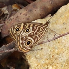 Geitoneura acantha at Bundanoon, NSW - 12 Jan 2025 03:45 PM