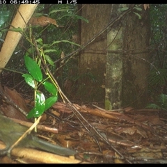 Psophodes olivaceus (Eastern Whipbird) at Lorne, NSW - 10 Jan 2025 by Butlinz