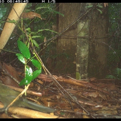 Unidentified Bird at Lorne, NSW - 9 Jan 2025 by Butlinz