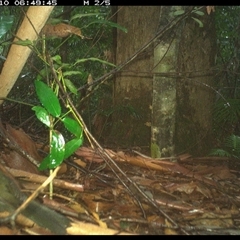 Psophodes olivaceus at Lorne, NSW - 10 Jan 2025 06:49 AM