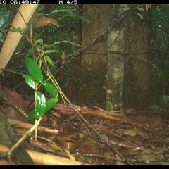 Psophodes olivaceus at Lorne, NSW - 10 Jan 2025 06:49 AM