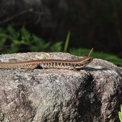 Eulamprus quoyii (Eastern Water Skink) at Bundanoon, NSW - 12 Jan 2025 by glbn1