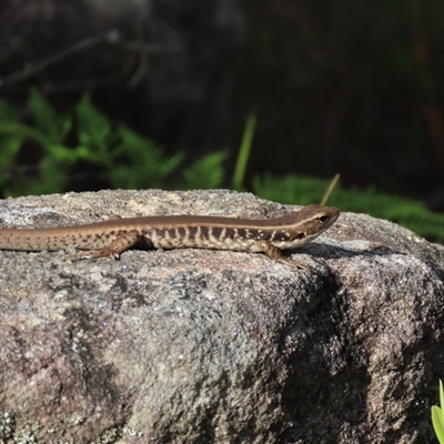 Eulamprus quoyii (Eastern Water Skink) at Bundanoon, NSW - 12 Jan 2025 by glbn1