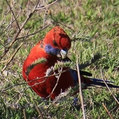 Platycercus elegans (Crimson Rosella) at Aranda, ACT - 18 Jan 2025 by Jennybach