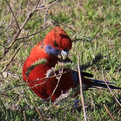 Platycercus elegans (Crimson Rosella) at Aranda, ACT - 19 Jan 2025 by Jennybach