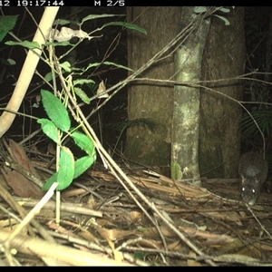 Perameles nasuta at Lorne, NSW - 12 Jan 2025 07:17 PM