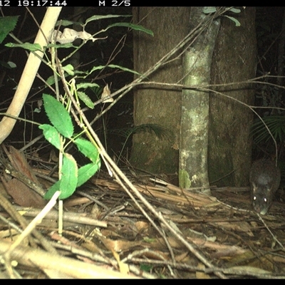 Perameles nasuta (Long-nosed Bandicoot) at Lorne, NSW - 12 Jan 2025 by Butlinz