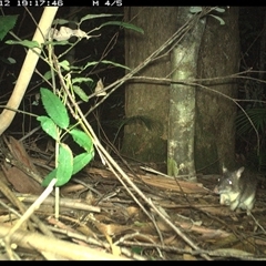 Perameles nasuta at Lorne, NSW - 12 Jan 2025 07:17 PM