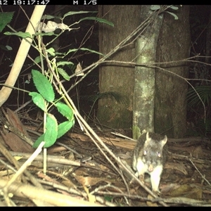 Perameles nasuta at Lorne, NSW - 12 Jan 2025 07:17 PM