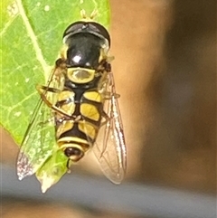 Simosyrphus grandicornis (Common hover fly) at Bonny Hills, NSW - 21 Jan 2025 by pls047