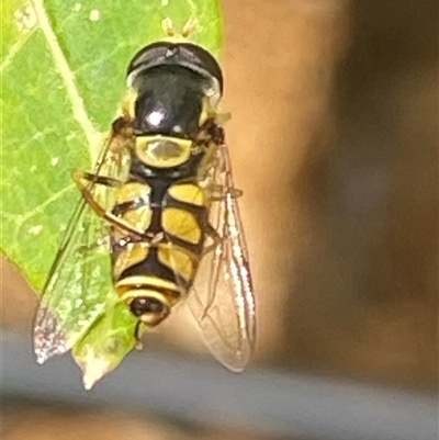 Simosyrphus grandicornis (Common hover fly) at Bonny Hills, NSW - 21 Jan 2025 by pls047