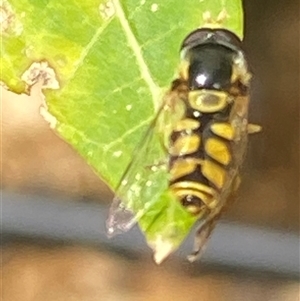 Simosyrphus grandicornis at Bonny Hills, NSW - 21 Jan 2025