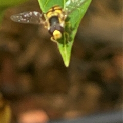 Simosyrphus grandicornis at Bonny Hills, NSW - suppressed