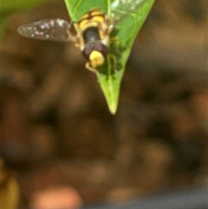 Simosyrphus grandicornis at Bonny Hills, NSW - suppressed