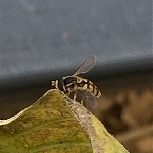 Simosyrphus grandicornis at Bonny Hills, NSW - suppressed