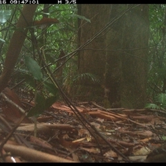 Orthonyx temminckii (Australian Logrunner) at Lorne, NSW - 16 Jan 2025 by Butlinz