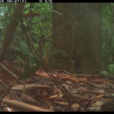 Unidentified Bird at Lorne, NSW - 15 Jan 2025 by Butlinz