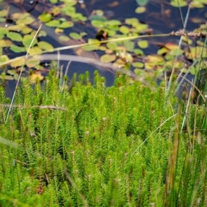 Myriophyllum crispatum at Sutton, NSW - 8 Jan 2025