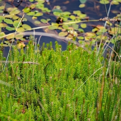 Myriophyllum crispatum (Water Millfoil) at Sutton, NSW - 8 Jan 2025 by Untidy