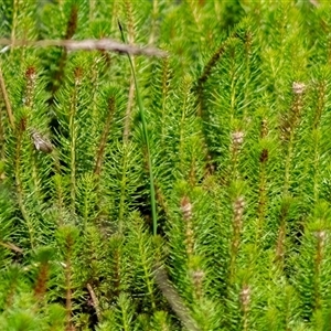 Myriophyllum crispatum at Sutton, NSW - 8 Jan 2025