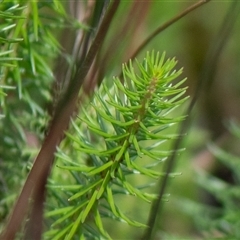 Myriophyllum crispatum at Sutton, NSW - 8 Jan 2025